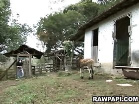 Молодой ковбой трахается в конюшне со своим подчиненным 