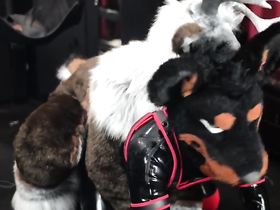 Актив в костюме лося жестко оттрахал раком в пукан пассива переодетого в собаку